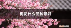 那个梅花品种最好 梅花什么品种最好，梅花珍贵品种排名