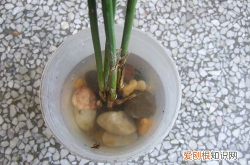 图 水竹怎么养 水竹的养殖方法和注意事项