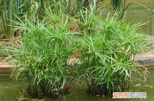 图 水竹怎么养 水竹的养殖方法和注意事项