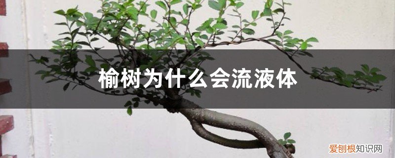 榆树流水腐烂用什么药 榆树腐烂流液体，伤口流液怎么处理