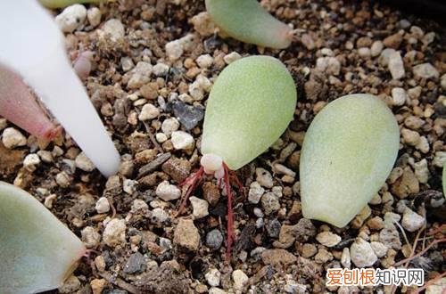 图 多肉植物不长根是什么回事 多肉植物不长根怎么办
