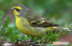 灰燕鸟好还是金青鸟好，灰燕鸟好养吗