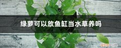 绿萝可以放水草缸里吗 绿萝可以放鱼缸当水草养吗，固定在鱼缸的方法