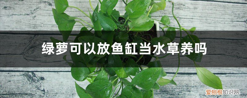 绿萝可以放水草缸里吗 绿萝可以放鱼缸当水草养吗，固定在鱼缸的方法
