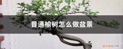 如何用榆树做盆景 榆树怎么做成盆景，小榆树苗可以吗