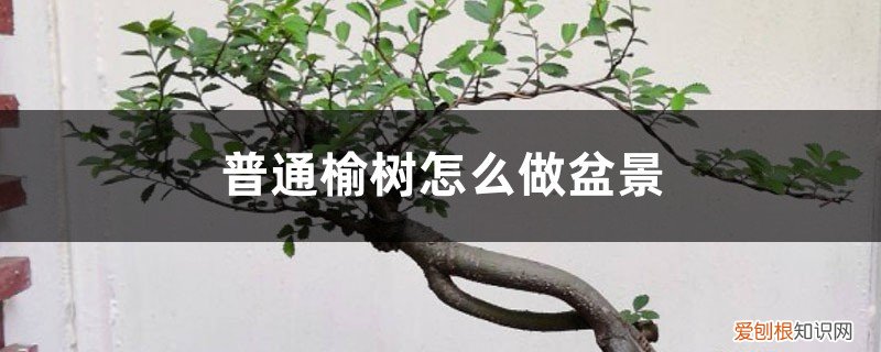 如何用榆树做盆景 榆树怎么做成盆景，小榆树苗可以吗