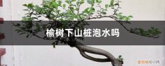 榆树下山桩泡水了还能活吗 榆树下山桩泡水吗，怎么才能确定成活了