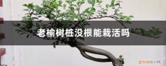 榆树桩不带根怎样种活 榆树如何养根，老榆树桩没根能栽活吗