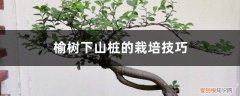 怎样移栽榆树下山桩盆景方法 榆树下山桩的栽培技巧，根部怎么处理