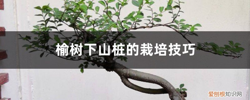 怎样移栽榆树下山桩盆景方法 榆树下山桩的栽培技巧，根部怎么处理