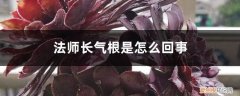 法师生气根是怎么回事 法师长气根是怎么回事，如何处理