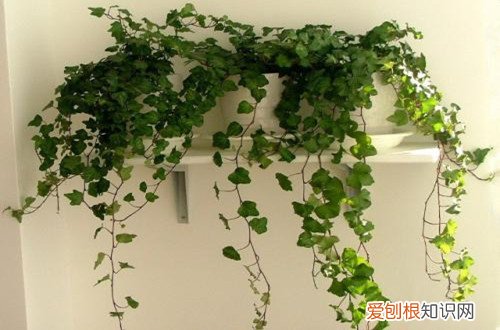 图 常青藤夏天怎么养 常青藤夏天怎么浇水