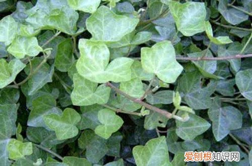 图 常青藤夏天怎么养 常青藤夏天怎么浇水