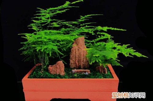 图 文竹喜水吗 文竹一次浇多少水