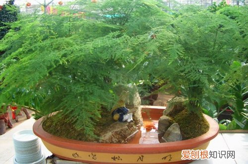 图 文竹喜水吗 文竹一次浇多少水