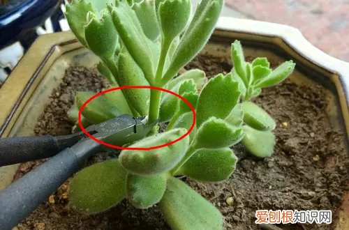 图 熊童子怎么砍头 熊童子砍头图解和注意事项