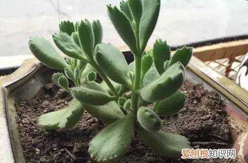 图 熊童子怎么砍头 熊童子砍头图解和注意事项