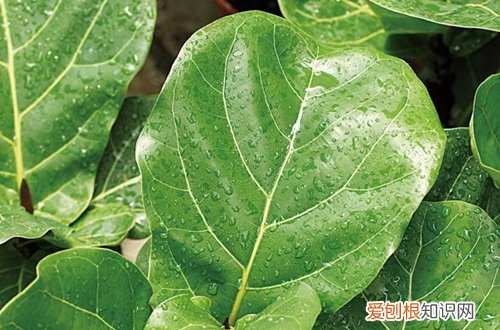 图 琴叶榕怎么养 琴叶榕的养殖方法和注意事项
