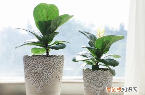 图 琴叶榕怎么养 琴叶榕的养殖方法和注意事项