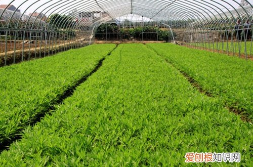 图 黎蒿怎么种 黎蒿的种植方法和注意事项