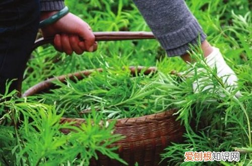 图 黎蒿怎么种 黎蒿的种植方法和注意事项