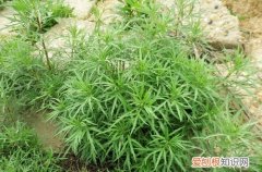图 黎蒿怎么种 黎蒿的种植方法和注意事项