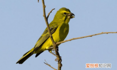金青鸟用什么笼养最好，金青鸟用什么笼养最好看
