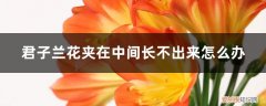 君子兰夹箭花在里面怎么办 君子兰花夹在中间长不出来怎么办，夹箭怎么处理