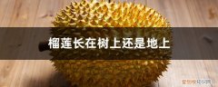 榴莲是长在树上还是长在地上的 榴莲生长在什么地方，长在树上还是地上