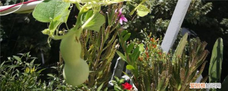 宝葫芦的生长过程图片 葫芦生长过程，葫芦图片