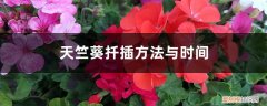 天竺葵扦插方法与时间视频 天竺葵扦插方法与时间