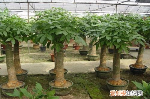 图 发财树夏天怎么养 发财树夏天多久浇一次水