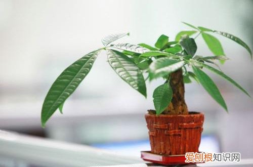 图 发财树夏天怎么养 发财树夏天多久浇一次水