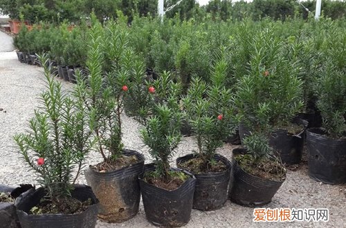 图 红豆杉怎么浇水 红豆杉多久浇一次水