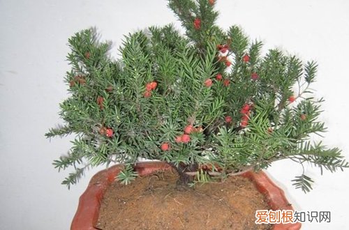 图 红豆杉怎么浇水 红豆杉多久浇一次水