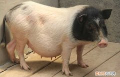 小香猪能不能吃肉，小香猪能不能吃肉类