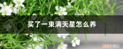 满天星花束送女朋友怎么样 别人送的满天星花束怎么养，一束怎么养