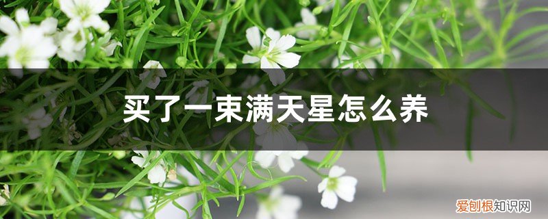 满天星花束送女朋友怎么样 别人送的满天星花束怎么养，一束怎么养