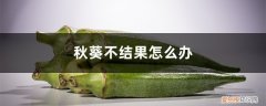 秋葵不坐果是什么原因 秋葵不结果怎么办，秋葵怎样才能结果