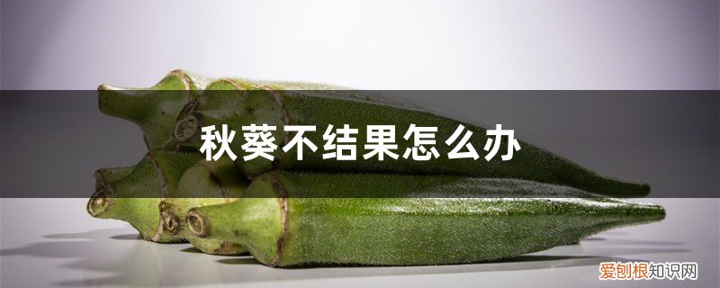 秋葵不坐果是什么原因 秋葵不结果怎么办，秋葵怎样才能结果
