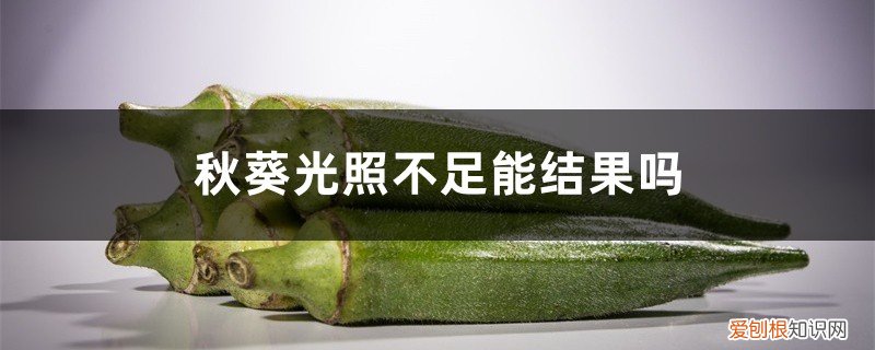 夏天种植秋葵对光照的要求 秋葵光照不足能结果吗，秋葵喜欢光照吗