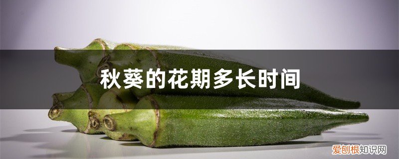 秋葵长势好不开花结果的原因 秋葵的花期多长时间，秋葵不开花光长枝