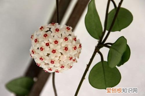 图 球兰怎么换盆、什么土壤好(球兰怎样换土)