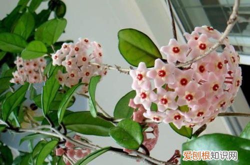 图 球兰怎么换盆、什么土壤好(球兰怎样换土)