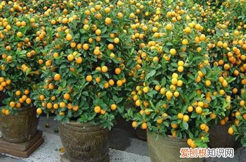 图 秋天家里养什么花好 秋天养花注意什么
