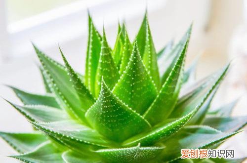 图 秋天家里养什么花好 秋天养花注意什么