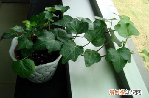 图 秋天家里养什么花好 秋天养花注意什么