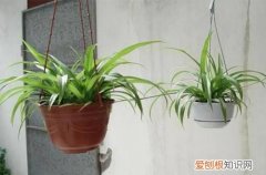 图 秋天家里养什么花好 秋天养花注意什么
