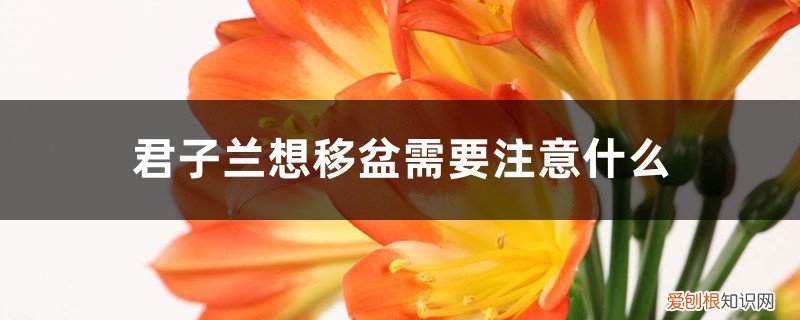 刚移盆的君子兰怎么养护 君子兰想移盆需要注意什么
