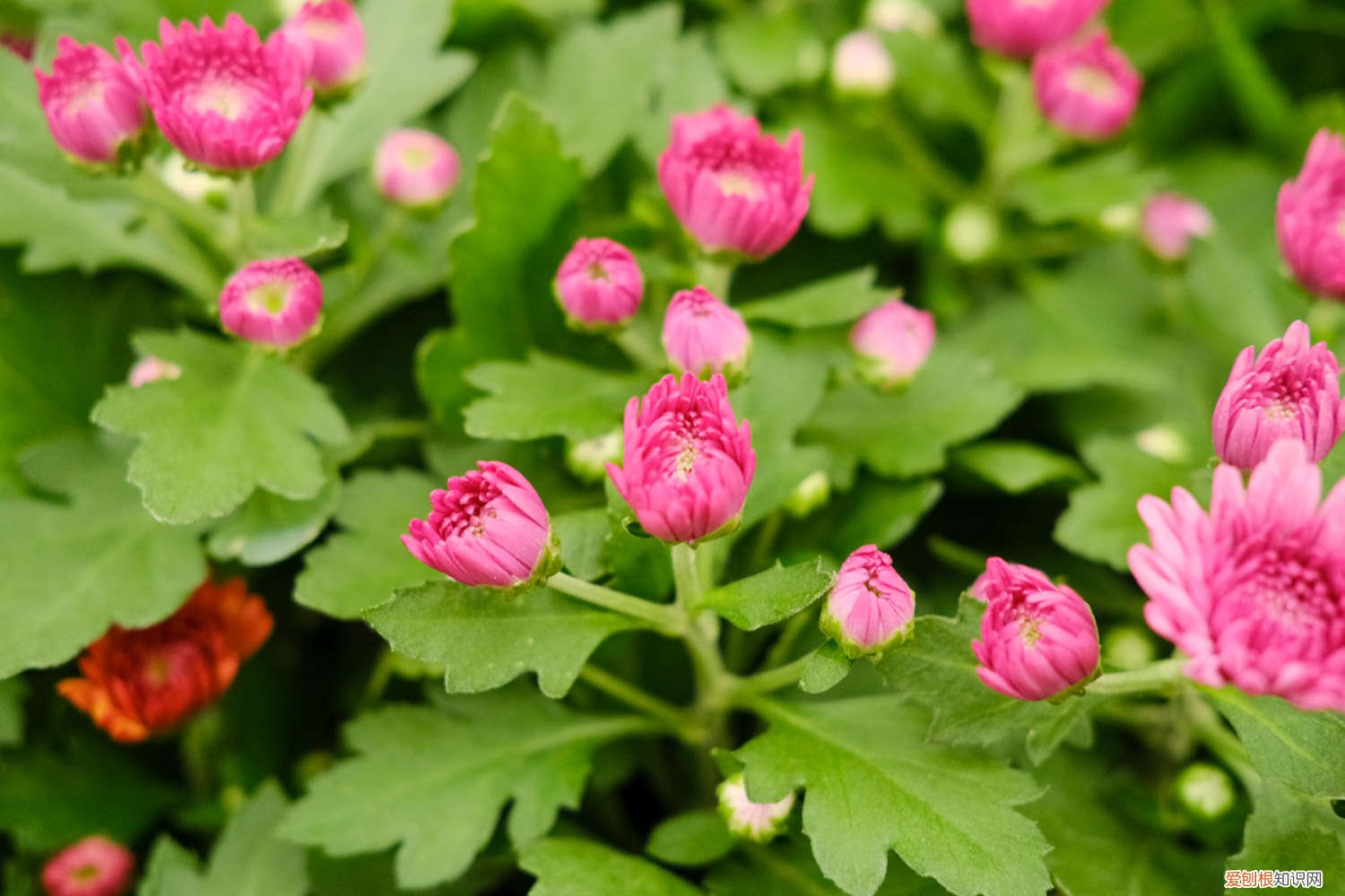 菊花怎么养到第二年 怎么养护菊花，菊花能养几年